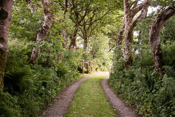 A tree lined drive to Higher Carthew Farm self catering cottages.
